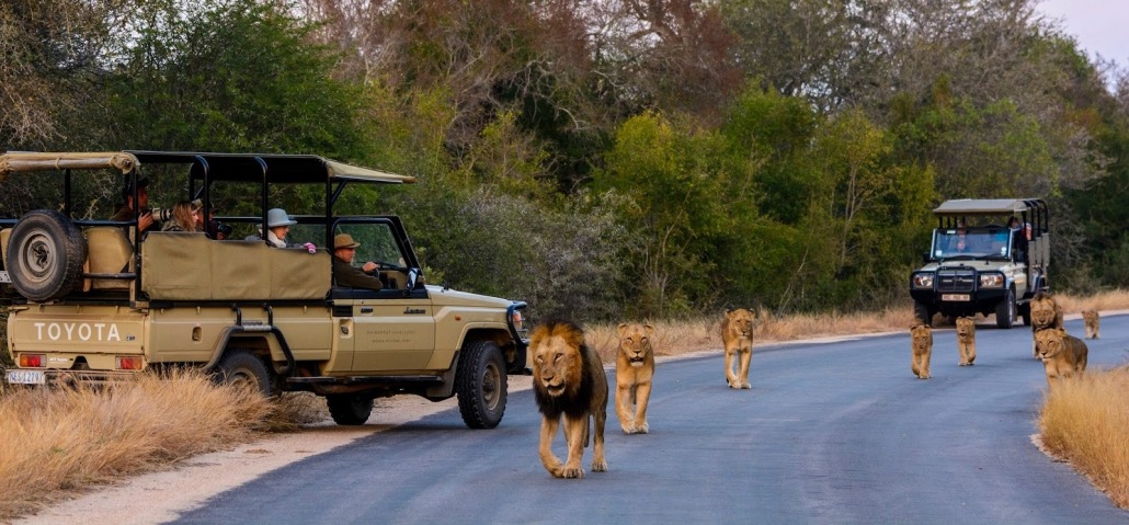 Passeio matina de um grupo de leões com filhotes