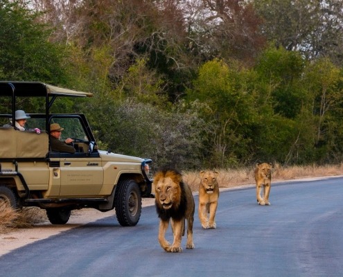 Passeio matina de um grupo de leões com filhotes